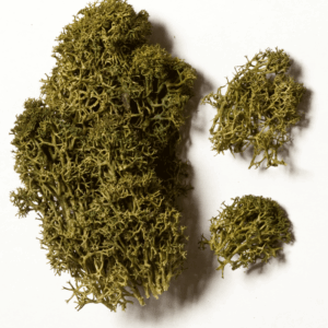 Islandmoos dunkelgrün 50 g